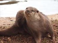 Real-World Refactoring: Switch Twitch Itch Real-World Refactoring: Switch Twitch Itch